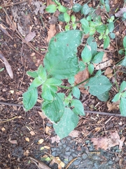 Isoglossa woodii