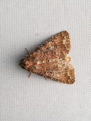 Condica illecta