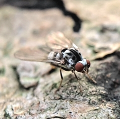 Polyporivora picta