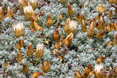 Helichrysum retortum