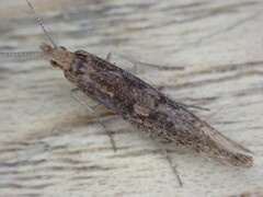 Ypsolopha ustella