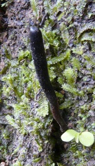 Glutinoglossum methvenii image