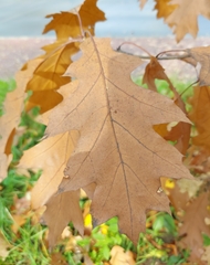 Quercus rubra