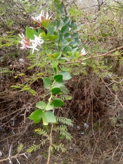 Carissa bispinosa