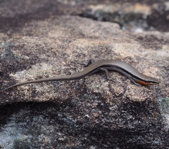 Acritoscincus platynotus