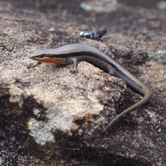 Acritoscincus platynotus