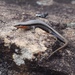 Red-throated Cool-Skink - Photo (c) Yingyod Lapwong, some rights reserved (CC BY-NC), uploaded by Yingyod Lapwong