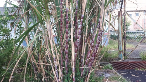 Image of Saccharum officinarum by (c) Ong Jyh Seng, some rights reserved (CC BY-SA)