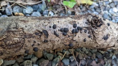 Annulohypoxylon truncatum