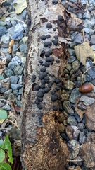 Annulohypoxylon truncatum