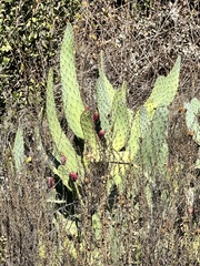 Opuntia × occidentalis