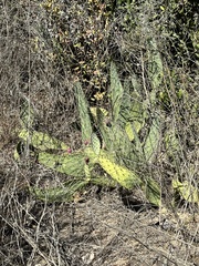 Opuntia × occidentalis