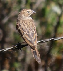 Emberiza impetuani