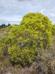 Leucadendron eucalyptifolium
