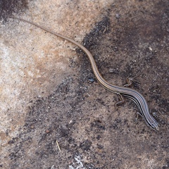 Copper-Tailed Skink photo 3
