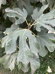 Ficus carica