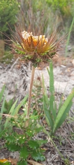 Berkheya barbata