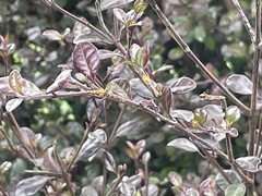 Austropuccinia psidii