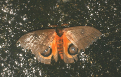 Automeris zurobara
