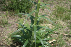 Eryngium horridum