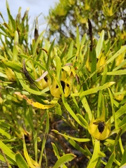 Leucadendron eucalyptifolium