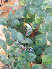 Rubus caesius