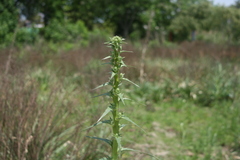 Eryngium horridum