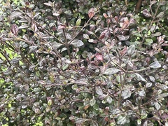 Austropuccinia psidii