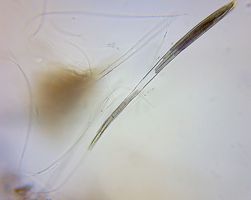 Glutinoglossum methvenii image