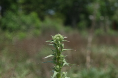 Eryngium horridum