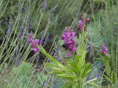 Xylocopa caffra