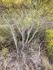 Leucadendron eucalyptifolium