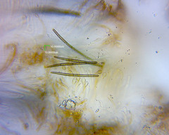 Glutinoglossum methvenii image