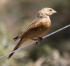 Emberiza impetuani
