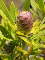 Leucadendron eucalyptifolium
