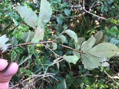 Alectryon subdentatus