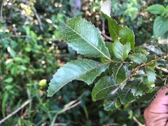 Alectryon subdentatus