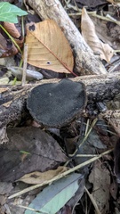 Trichaleurina tenuispora