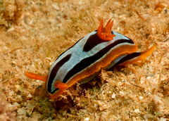 Chromodoris