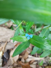 Commelina diffusa
