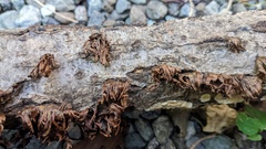 Xylobolus spectabilis