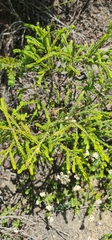 Passerina rigida