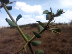 Carissa bispinosa