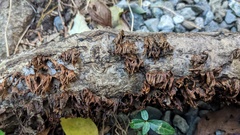 Xylobolus spectabilis