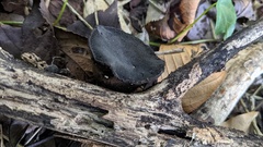 Trichaleurina tenuispora