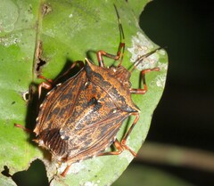 Agaclitus dromedarius