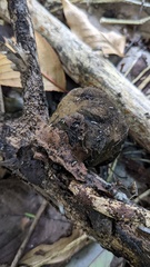 Trichaleurina tenuispora