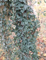 Hedera helix