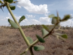 Carissa bispinosa