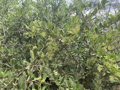 Gymnosporia buxifolia
